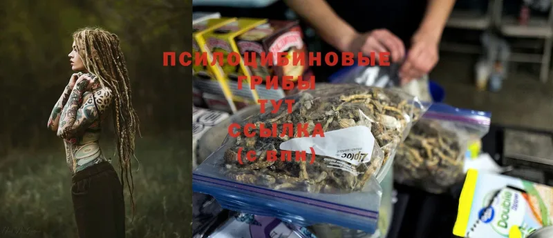 хочу наркоту  Калининец  Галлюциногенные грибы Magic Shrooms 